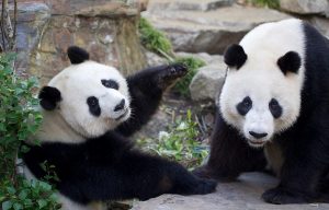 Giant panda Fu Ni experiences pseudo labour