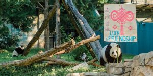 Happy First Birthday Bei Bei!