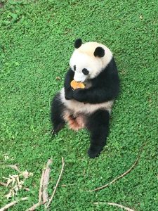 Giant Pandas in Summertime