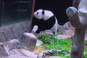 Panda cub due in a few days