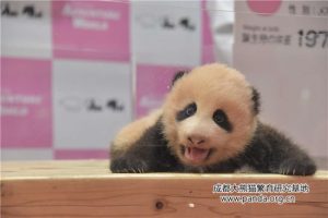 The First Panda Cub in Japan in 2016 Is Named 