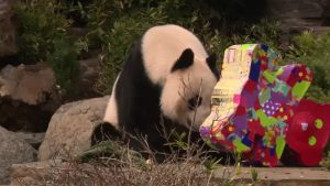 Wang Wang and Fu Ni celebrate birthdays