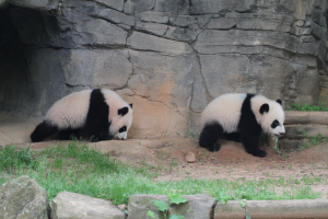 YA LUN AND XI LUN ARE TURNING 1!