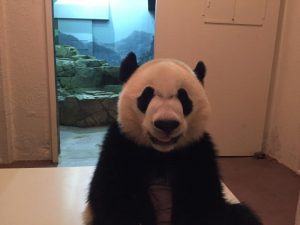Bei Bei's Recovery Update