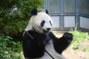 Giant panda Shin Shin gives birth to cub at Ueno Zoo