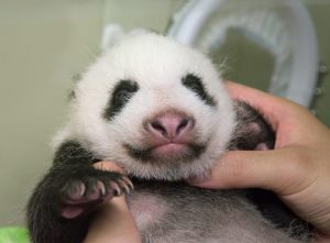 Ueno Zoo's panda cub is growing well