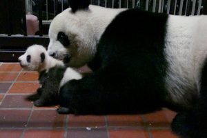 Tokyo's panda cub crawling around