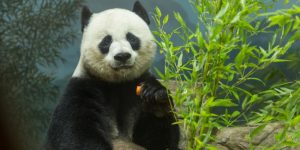 How Panda Pregnancies Can Be a Months-Long Waiting Game