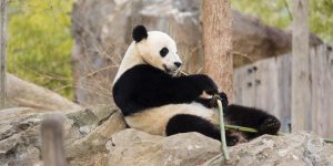 Bao Bao Arrives in China