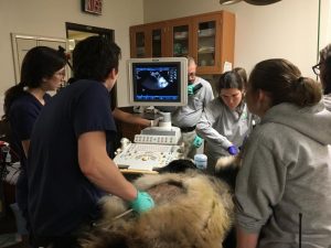 Bei Bei has veterinary exam