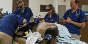 Tian Tian Gets a Full Veterinary Checkup