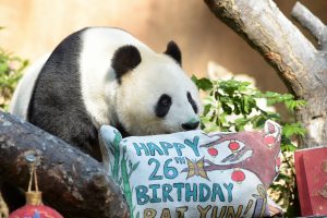 Bai Yun Turns 26, Celebrating Life as an Ambassador of Hope