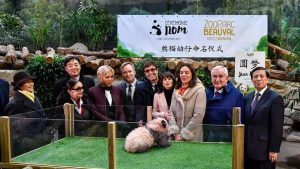 First panda cub born in France named Yuan Meng