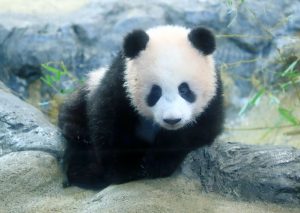 Xiang Xiang made her public debut