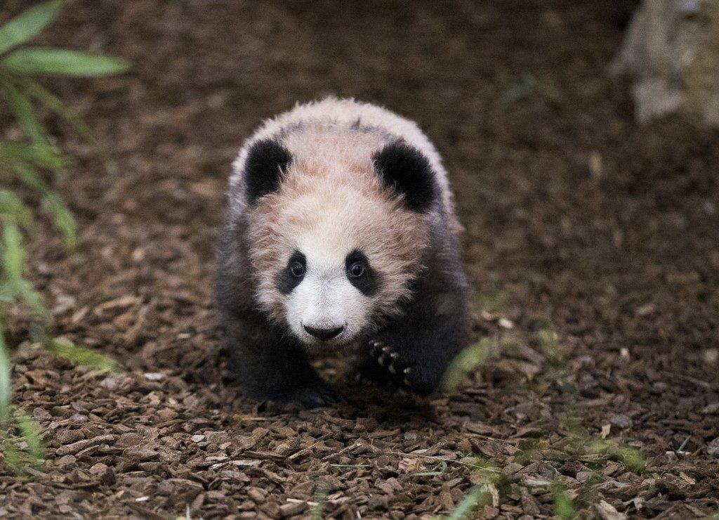 Peluche panda Yuan Meng 1 an