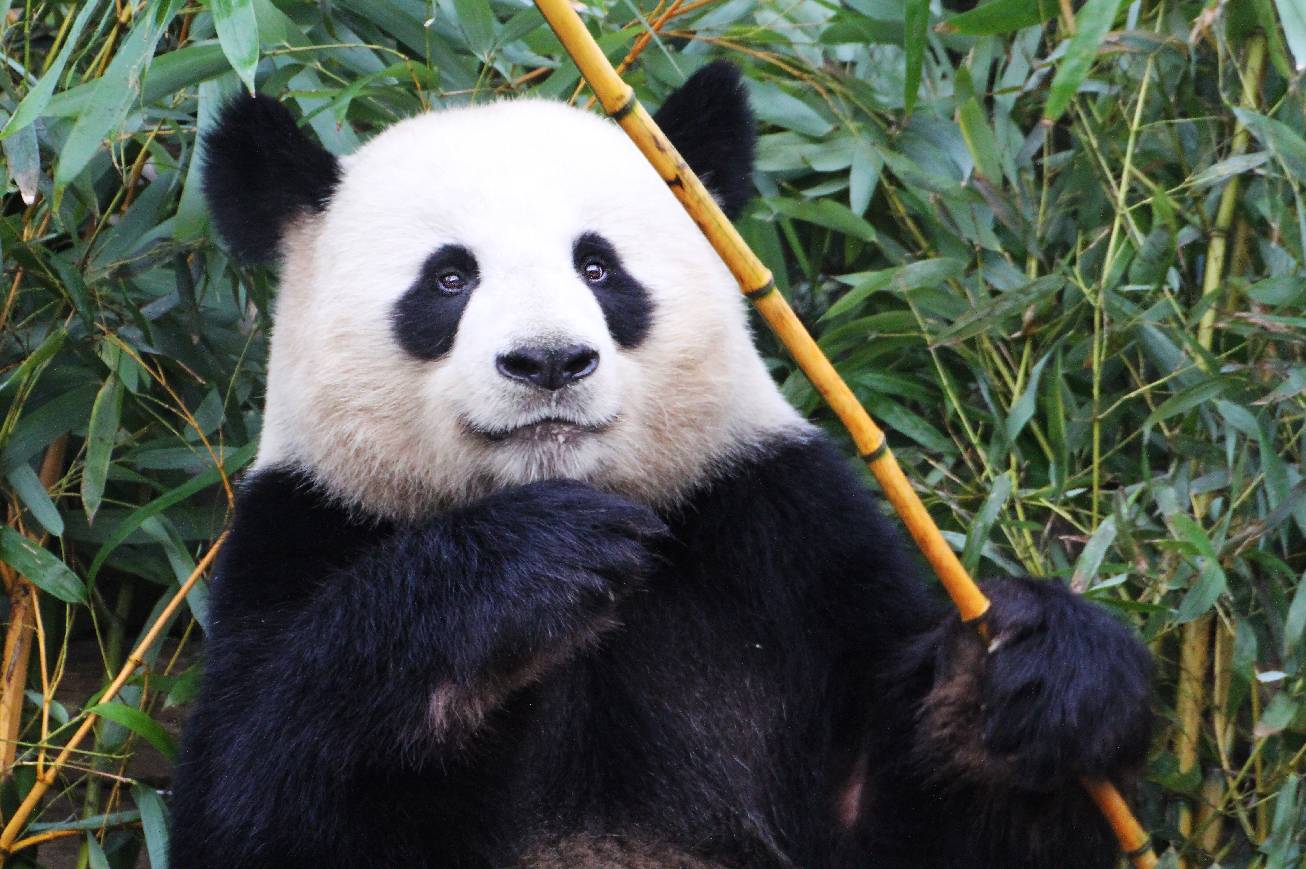 Панда. Берлинский зоопарк Панда. Берлинский зоопарк Jiao Qing. Берлинский зоопарк китайские панды. Большая Панда в зоопарке.