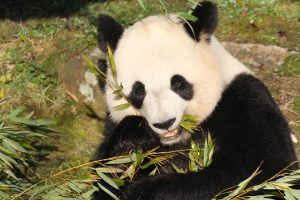 No baby panda In France in 2016