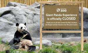 Toronto Zoo Giant Panda Experience is closed