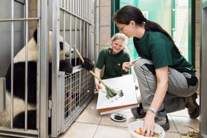 Zoo Vienna's Yang Yang has started painting to crowd-fund panda book project