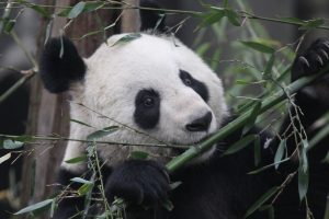 Tian Tian artificially inseminated