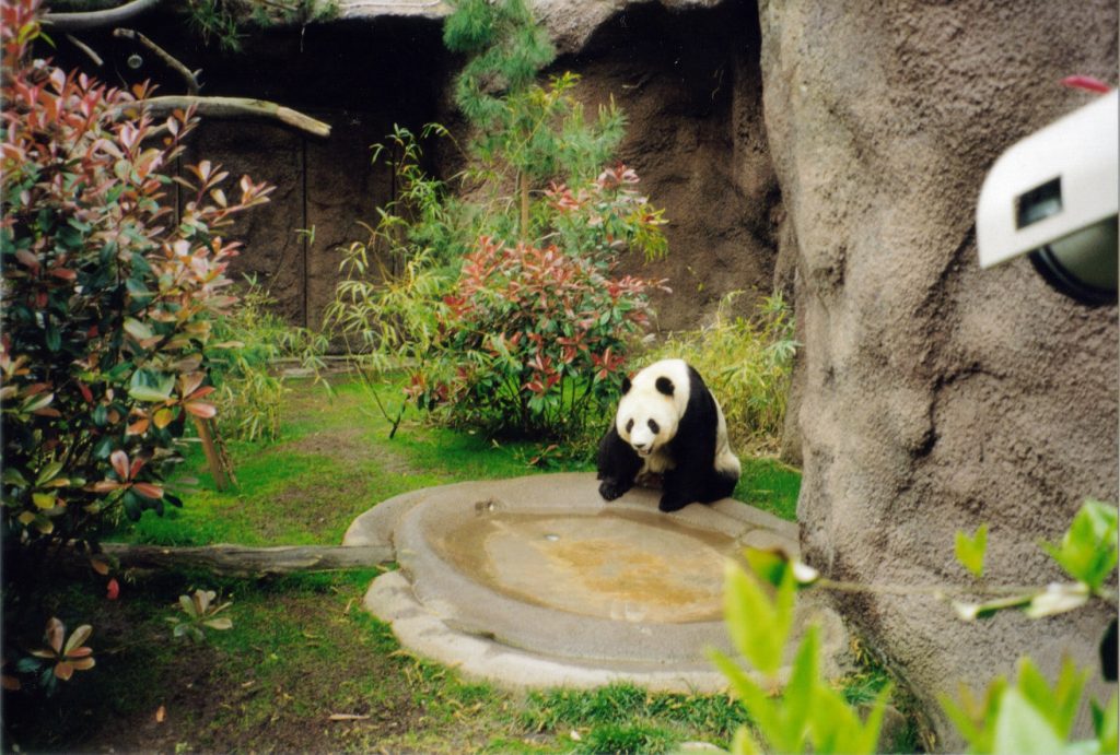 Giant Panda  San Diego Zoo Animals & Plants