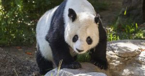 San Diego Zoo Bids Bon Voyage to Giant Panda Patriarch