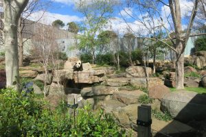 Adelaide Zoo offers VIP Panda Experience