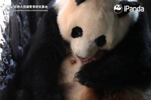 Ji Li gave birth to the first panda cub of 2019