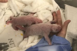 Germany’s first panda cubs were born at Zoo Berlin