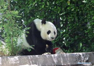 Giant pandas to stay in South Australia for 5 more years