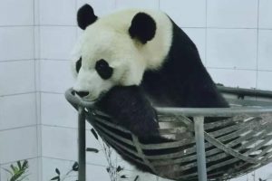 Bei Bei has settled in at the Ya'an Bi Feng Xia Base of CCRCGP