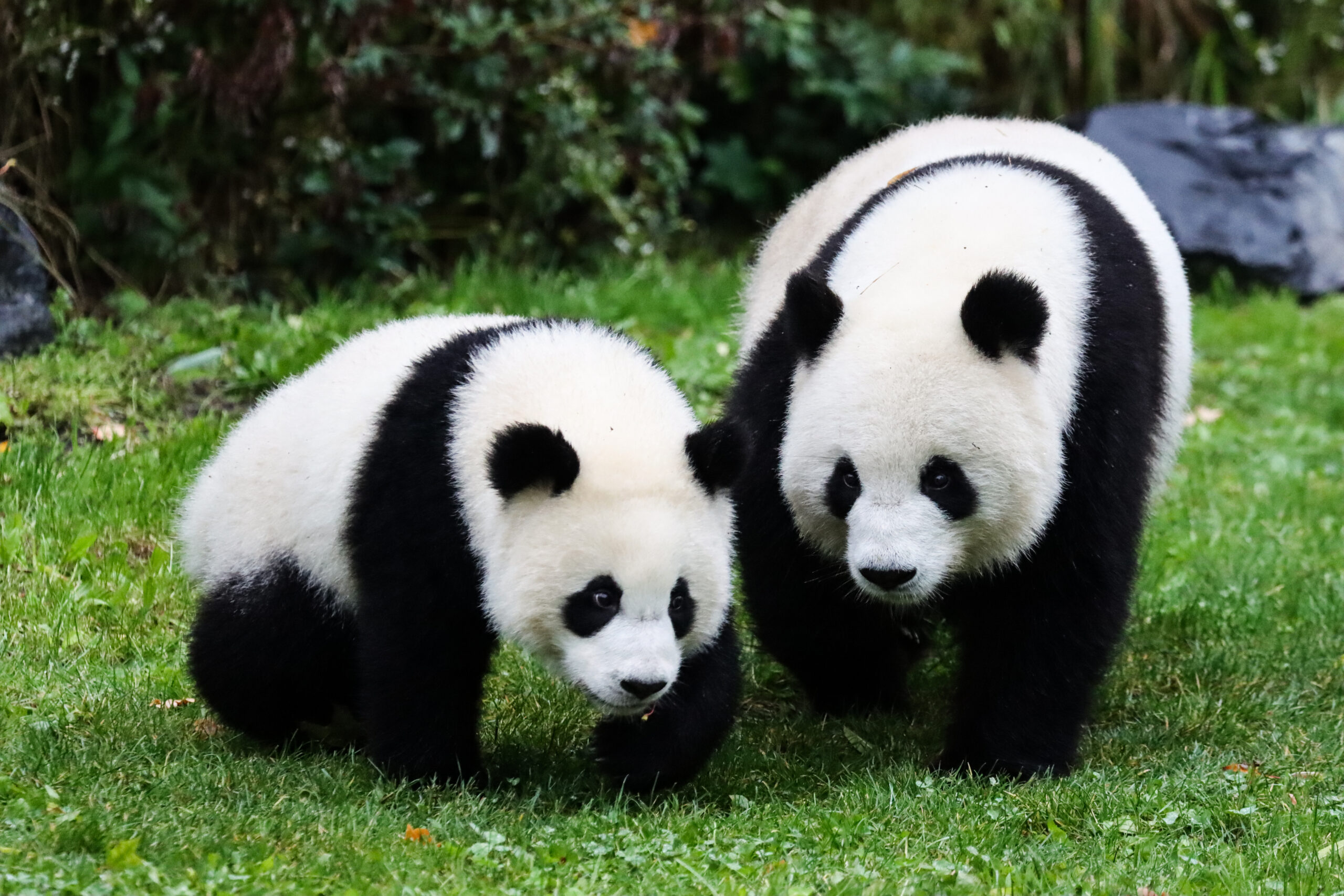 Berlin zoo to welcome two new giant pandas