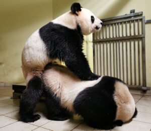 Huan Huan & Yuan Zi's breeding season