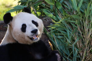 Yang Guang & Tian Tian's stay at Edinburgh Zoo extended for two years