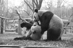 Celebrating 50 Years of Giant Pandas at the Smithsonian’s National Zoo and Conservation Biology Institute