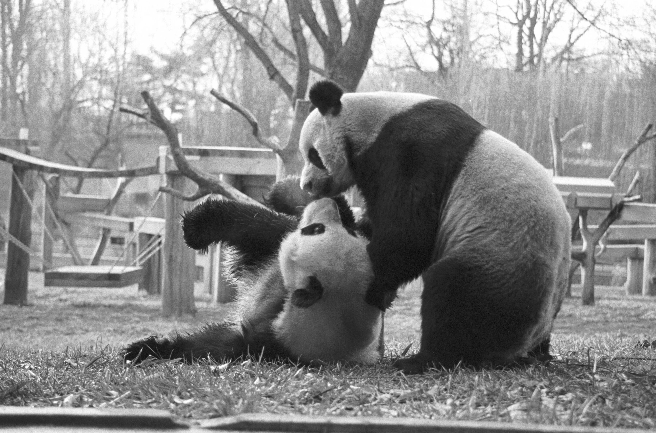 celebrating-50-years-of-giant-pandas-at-the-smithsonian-s-national-zoo