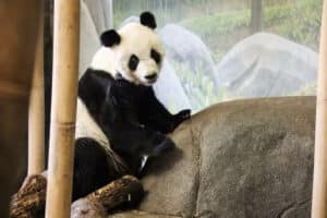 Memphis Zoo Loan Agreement ending