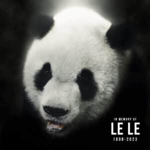 Memphis Zoo Mourns Death of Giant Panda Le Le