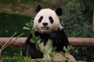 Fu Bao