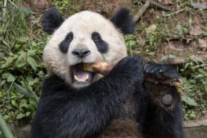 San Diego Zoo's new panda pair