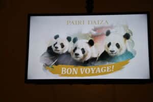 Tian Bao, Bao Di & Bao Mei returned to China